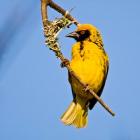 Masked Weaver bird, Drakensberg, South Africa