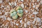 Succulents, quartz, Cape Province, South Africa