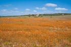 Field of Spring flowers, South Africa