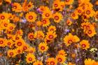 Orange Spring flowers, Namaqualand, South Africa