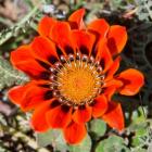 Close up of a Spring flower, South Africa