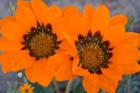 Two orange Spring flowers, South Africa