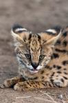 Serval Cat, Kapama Game Reserve, South Africa