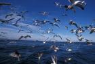 Kelp Gulls, South Africa