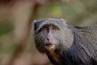 Blue Monkey, Lake Manyara National Park, Tanzania