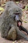 Olive baboon, Lake Manyara National Park, Tanzania