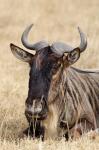 Wildebeest resting, Ngorongoro Crater, Tanzania