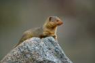 Dwarf Mongoose, Serengeti National Park, Tanzania