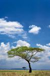 Umbrella Thorn Acacia, Serengeti National Park, Tanzania