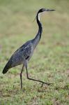 Black-headed Heron, Serengeti National Park, Tanzania