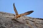 Kestrel, Serengeti National Park, Tanzania