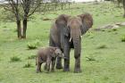 Female African Elephant with baby, Serengeti National Park, Tanzania