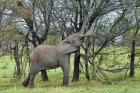 African Elephant feeding on Tree bark, Serengeti National Park, Tanzania