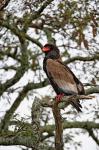 Bateleur, Serengeti National Park, Tanzania