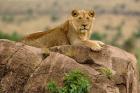 Lion, Serengeti National Park, Tanzania