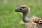 Ruppell's Vulture, Serengeti National Park, Tanzania