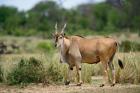 Giant Eland wildlife, Serengeti National Park, Tanzania