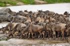 Wildebeest herd wildlife, Serengeti NP, Tanzania
