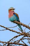 Lilac breasted Roller, Serengeti National Park, Tanzania