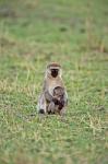 Vervet monkey, Serengeti National Park, Tanzania