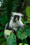 Tanzania: Zanzibar, Jozani NP, red colobus monkey