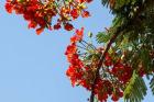 Close-up of African flame tree, Stone Town, Zanzibar, Tanzania