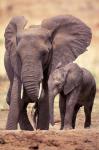African Elephants, Tarangire National Park, Tanzania