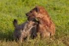 Spotted hyena, Ngorongoro Conservation Area, Tanzania.