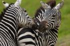 Plains zebras, Ngorongoro Conservation Area, Tanzania