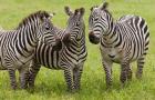 Three Plains zebras, Tanzania