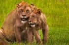 African lions, Ngorongoro Conservation Area, Tanzania