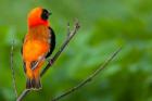 Southern red bishop, Serengeti National Park, Tanzania