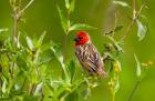 Red-headed Quelea, Serengeti National Park, Tanzania