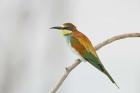 Portrait of Eurasian Bee-Eater on Tree Limb, Lake Manyara, Tanzania