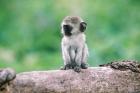 Tanzania, Ngorogoro Crate, Wild vervet monkey baby