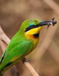 Tanzania, Lake Manyara NP, Bee-eater tropical bird