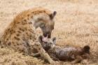 Tanzania, Ngorongoro Conservation Area, Spotted hyena