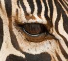 Tanzania, Tarangire National Park, Common zebra eye
