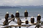 Bald Eagles in Winter, Homer, Alaska