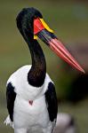 Saddle-Billed Stork Portrait, Tanzania