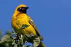 Speke's Weaver, Tanzania