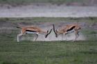 Thomson's Gazelles Fighting, Tanzania