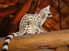 Common Genet in the Ndutu Lodge, Tanzania