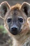 Young Spotted Hyena, Tanzania