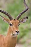 Male Impala, Tanzania