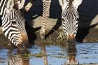Burchell's Zebras Drinking, Tanzania