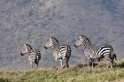 Three Zebras Watch a Lion Approach, Tanzania