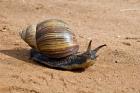 Giant African Land Snail, Tanzania