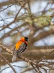 Southern Red Bishop, Lake Manyara NP, Tanzania