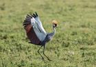 Africa, Tanzania, Ngorongoro Crater. Grey Crowned Crane dancing.